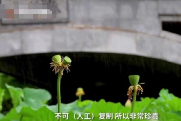怒了！南京玄武湖并蒂蓮被游客摘下是怎么回事？(圖3)