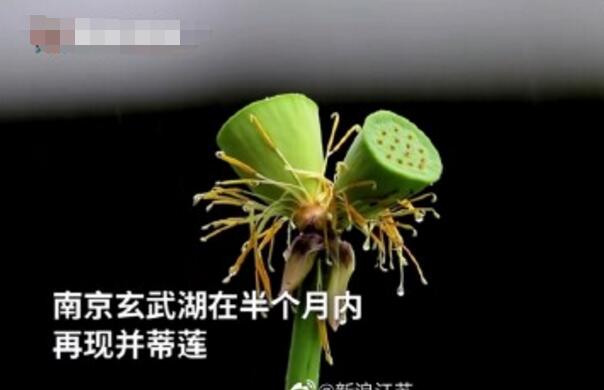 怒了！南京玄武湖并蒂蓮被游客摘下是怎么回事？(圖2)