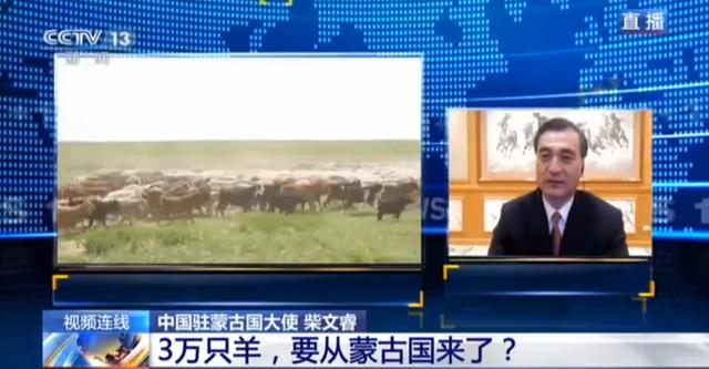 蒙古國送的3萬只羊會變成羊肉 吃貨網(wǎng)友：準備好了(圖2)