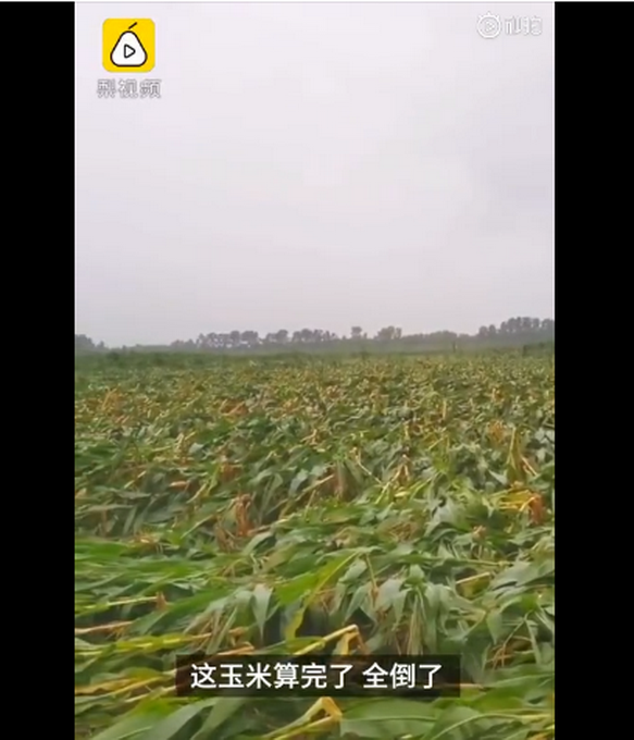 臺(tái)風(fēng)“美莎克”致吉林玉米大面積倒伏，像棉被一樣鋪在地上，減產(chǎn)已成定局