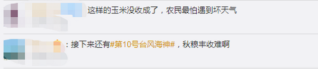 臺風(fēng)“美莎克”致吉林玉米大面積倒伏，像棉被一樣鋪在地上，減產(chǎn)已成定局(圖5)