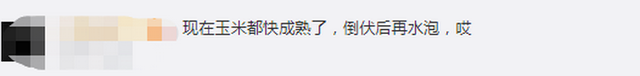 臺風(fēng)“美莎克”致吉林玉米大面積倒伏，像棉被一樣鋪在地上，減產(chǎn)已成定局(圖3)